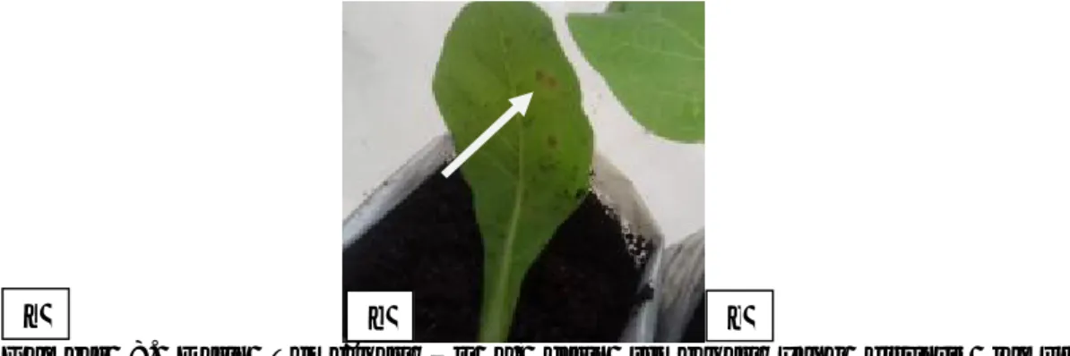 Gambar  8.  Daun  Tembakau  Uji  a)  daun  tembakau  yang  disuntik  jamur  Trichoderma  spp