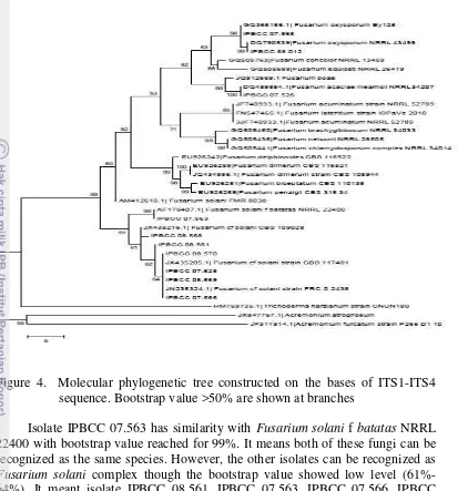 Figure 4.  Molecular phylogenetic tree constructed on the bases of ITS1-ITS4 