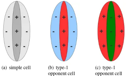 Figure 2: Illustration of receptive ﬁelds of cells within the visualcortex