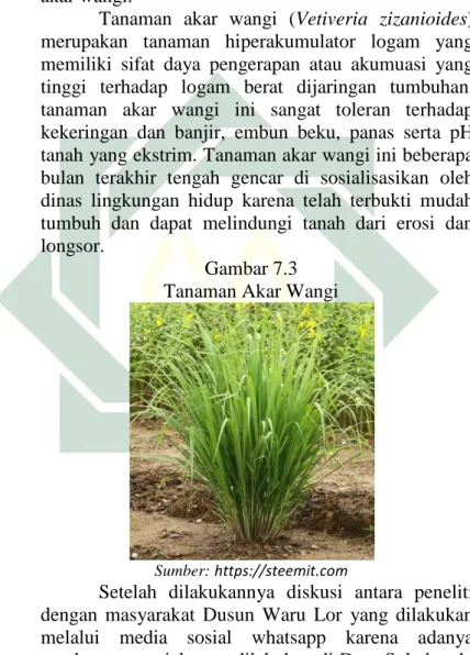 Gambar 7.3  Tanaman Akar Wangi 