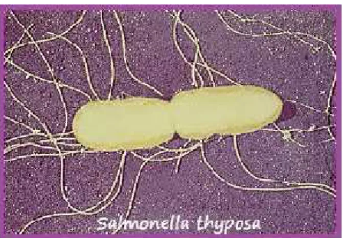 Gambar 2.4 Bakteri Salmonella sp 43 Taksonomi Salmonella sp adalah sebagai berikut:
