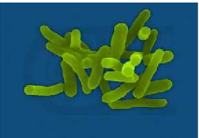 Gambar 2.5 Bakteri Shigella sp 48