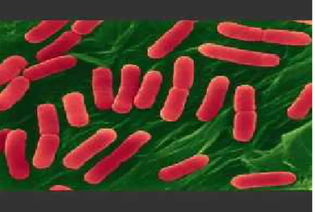 Gambar 2.6 Bakteri Escherichia coli 52