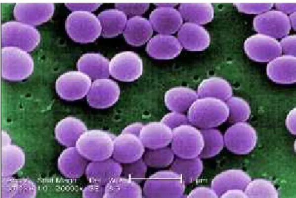 Gambar 2.7 Bakteri Staphylococcus 56 Taksonomi Staphylococcus adalah sebagai berikut: