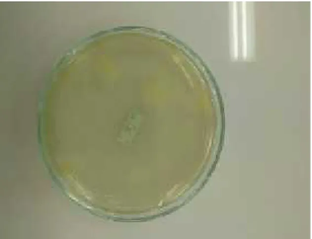 Gambar 4.1 Koloni Bakteri yang Tumbuh pada Media NA
