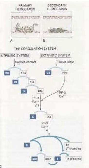 Gambar 1. Sistem Koagulasi Primer dan Sekunder 2 