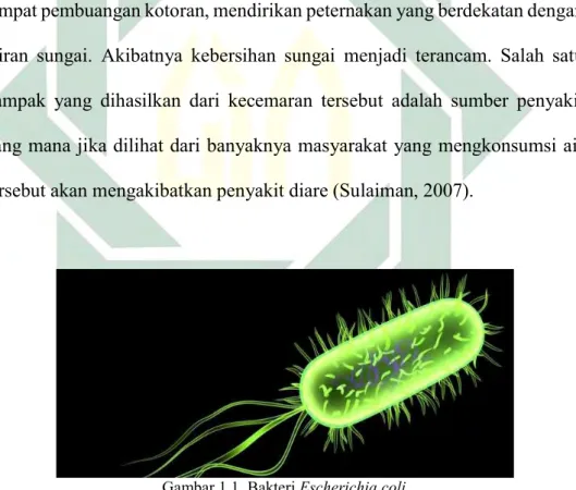 Gambar 1.1. Bakteri Escherichia coli  (Sumber :Setiawan, 2016) 