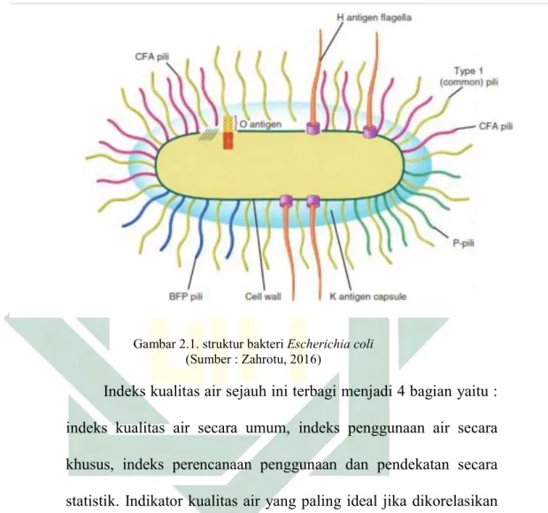 Gambar 2.1. struktur bakteri Escherichia coli  (Sumber : Zahrotu, 2016)