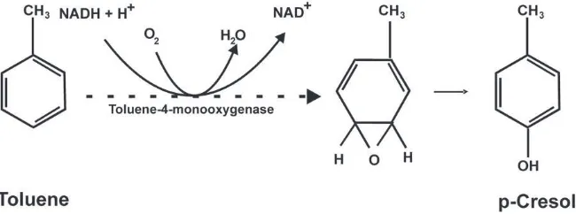 Fig. 3. Synthesis of p-cresol from toluene by gut bacteria expressing toluene monooxygenase (hyphenated arrow).