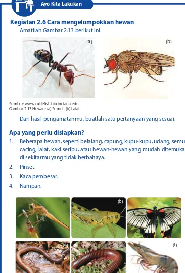 Gambar 2.14 Hewan: (a) Capung, (b) Belalang, (c) Kupu-kupu, (d) Cacing, (e) kaki seribu, (f ) udang,