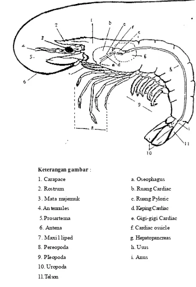 Gambar 1.  Penampang Membujur Udang putih (Martosudarmo dan Ranoemihardjo, 1983) 