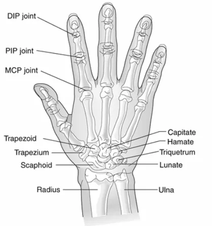 Gambar 2.1 Struktur tulang pada tangan manusia 