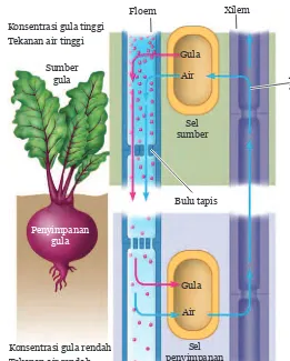 Gambar 7.21 Pengangkutan Nutrisi Hasil Fotosintesis pada Tumbuhan
