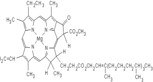 Gambar 2.7. Mg terdapat pada struktur molekuler klorofil (Poruka dalam 