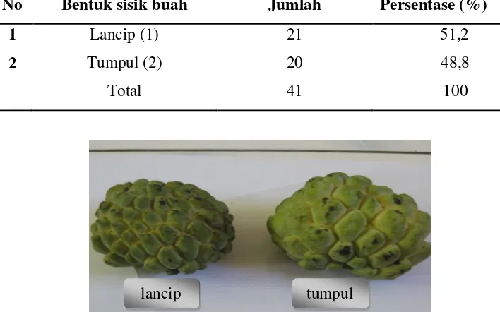 Tabel 2. Persentase bentuk sisik buah srikaya (Annona squamosa L.) di daerah Sukolilo Pati Jawa Tengah 