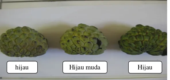 Tabel 4. Persentase bentuk buah srikaya (Annona squamosa L.) didaerah Sukolilo Pati Jawa Tengah 