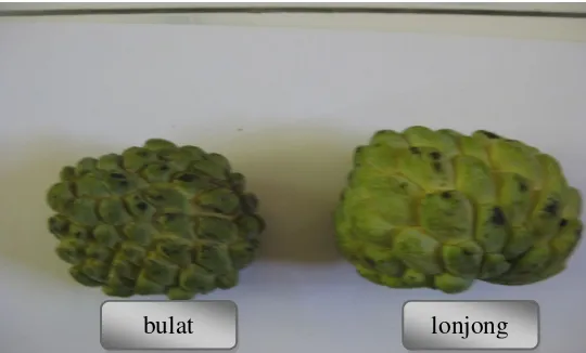 Gambar 3.  Perbandingan bentuk buah srikaya (Annona squamosa L.)        lonjong dan bulat 
