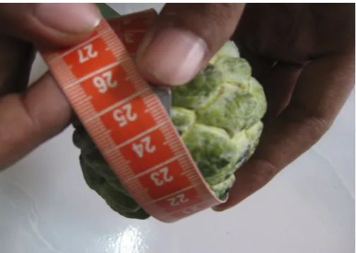 Gambar 4.  Mengukur lingkar buah srikaya (Annona squamosa L.) dengan menggunakan meteran