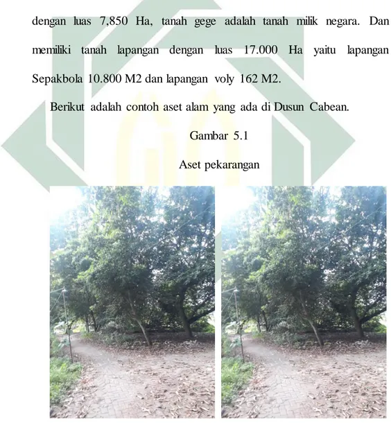 Gambar  diatas  merupakan  aset  alam  yang  ada  di  pekarangan  Dusun  Cabean,  yang  mana  gambar  diatas  merupakan  banyaknya  pohon  sawo 