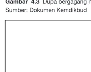 Gambar  4.4  Dupa ratus 