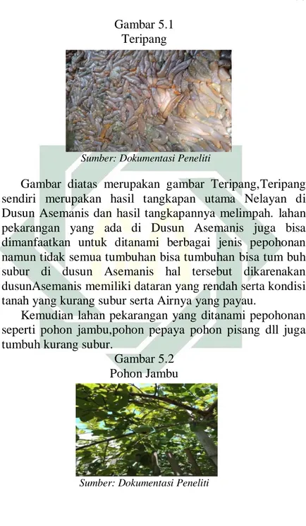 Gambar  diatas  merupakan  gambar  Teripang,Teripang  sendiri  merupakan  hasil  tangkapan  utama  Nelayan  di  Dusun  Asemanis  dan  hasil  tangkapannya  melimpah