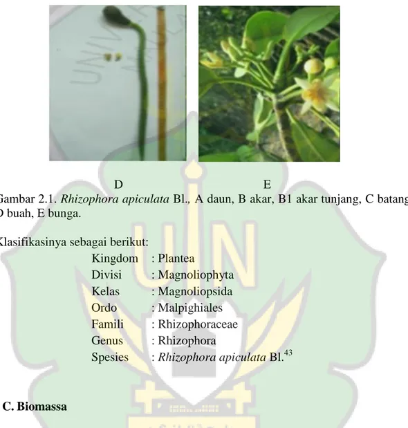 Gambar 2.1. Rhizophora apiculata Bl., A daun, B akar, B1 akar tunjang, C batang,  D buah, E bunga