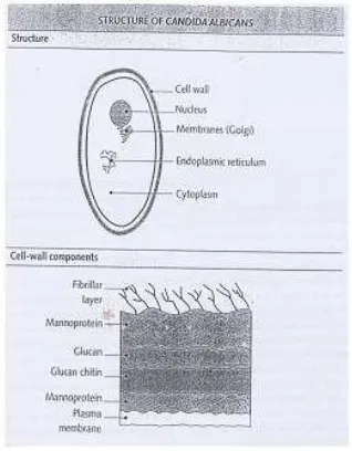      Gambar 01  Struktur Kandida. Albikans 