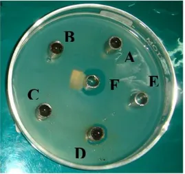 Gambar 2. Hasil uji daya hambat dari ekstrak meniran (Phyllanthus niruri L.) fraksi n-heksan  terhadap Salmonella sp