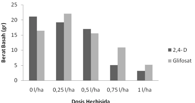 Tabel 8.Rata-rata berat basah (g) pegagan pada pemberian herbisida glifosat  