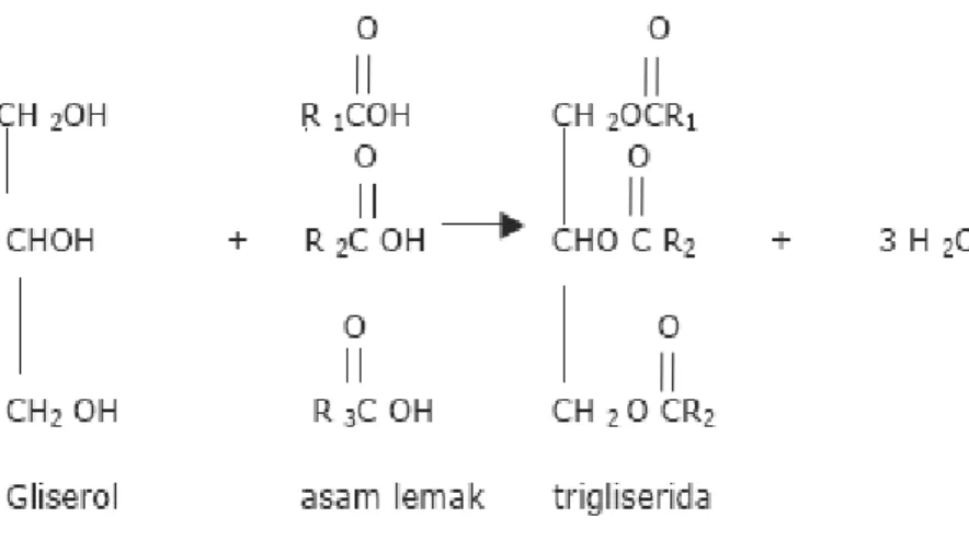 Gambar 2.1. Reaksi Pembentukan Trigliserida 