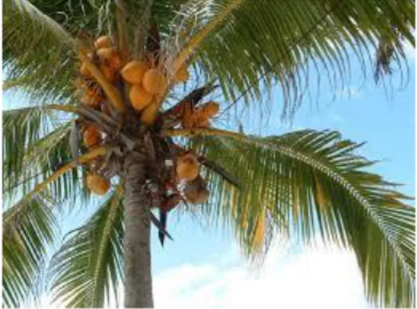 Gambar 1. Tanaman kelapa  Klasifikasi Tanaman Kelapa 