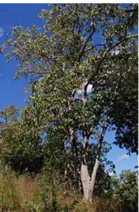Gambar 1. Pohon Kemiri (Anonim, 2015) 