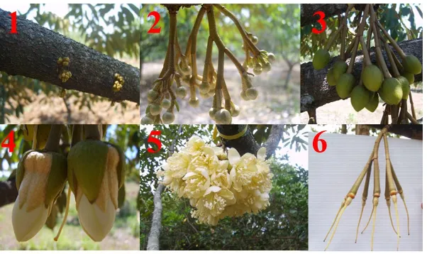Tabel 5.6 Panjang bunga tanaman durian sukun 