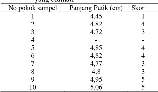 Tabel 5.21 Warna Bakal Buah tanaman durian sukun yang diamati 