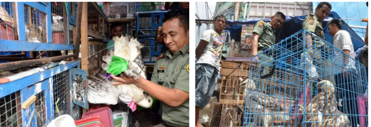 Gambar 1.  Petugas BKSDA Sumsel mengamankan Elang Laut di Pasar Burung 16 Ilir Palembang