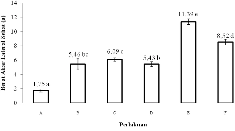 Gambar 2.  Diagram batang bobot akar sehat pada kubis setelah sepuluh minggu perlakuan 