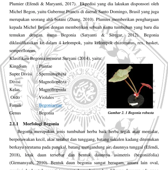 Gambar 2. 1 Begonia robusta