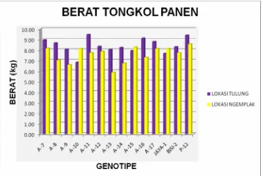 Gambar  4.5  Diagram batang rata-rata berat tongkol panen genotipe jagung    hibrida yang diuji