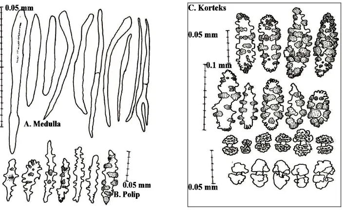 Gambar 7. Re-drawing sklerit berupa medula beranastomose (A) dari Annella sp.1 (menggunakan mikroskop kamera lucida) 