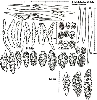 Gambar 13.  Re-drawing sklerit dari Annella sp.3 terdiri Medula beranastomose (A), Polip (B), dan Korteks  