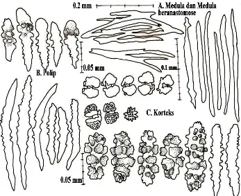 Gambar 15.  Re-drawing sklerit Annella sp.4 terdiri atas mesula (A), polip B) dan korteks (C) menggunakan mikroskop kamera lucida 