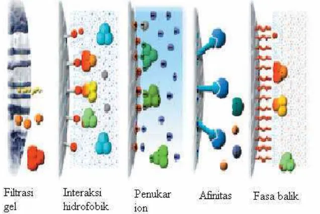 Gambar 3 Ilustrasi beberapa metode fraksinasi enzim 