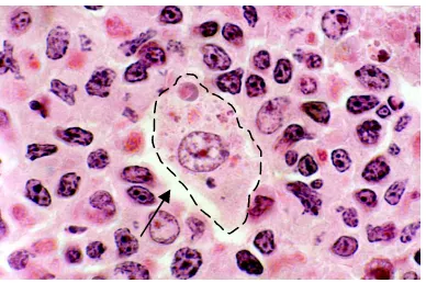 Gambar 2.7. Makrofag (Caceci, 2009) 
