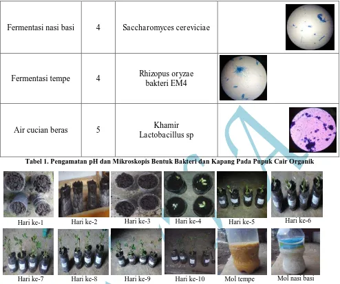 Tabel 1. Pengamatan pH dan Mikroskopis Bentuk Bakteri dan Kapang Pada Pupuk Cair Organik 
