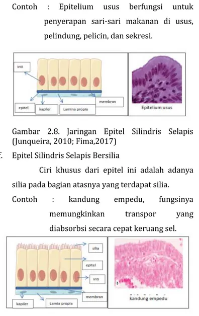 Gambar  2.8.  Jaringan  Epitel  Silindris  Selapis  (Junqueira, 2010; Fima,2017) 