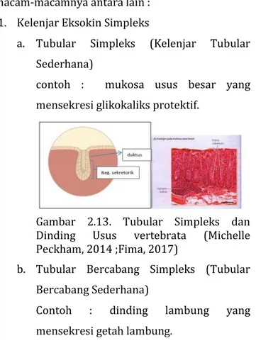 Gambar  2.13.  Tubular  Simpleks  dan  Dinding  Usus  vertebrata  (Michelle  Peckham, 2014 ;Fima, 2017) 