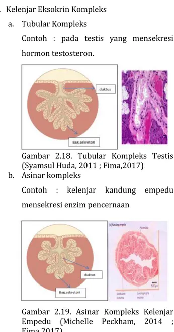 Gambar  2.18.  Tubular  Kompleks  Testis  (Syamsul Huda, 2011 ; Fima,2017) 