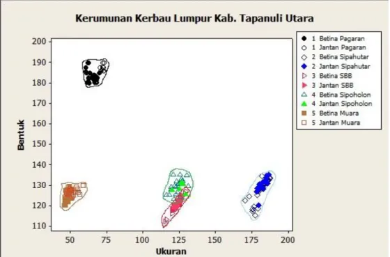 Gambar 4.  Kerumunan Data Skor Ukuran dan Bentuk Tubuh  Kerbau  Lumpur di  Kecamatan  Pagaran,  Kecamatan  Sipahutar,  Kecamatan  Siborong-Borong,  Kecamaran Sipoholon, dan Kecamatan Muara 