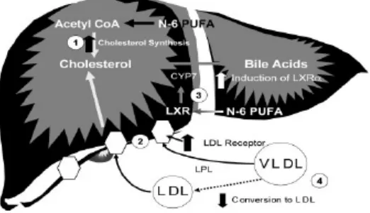 Gambar 3. Mekanisme PUFA dalam menurunkan kadar kolesterol LDL (Fernandez dan West, 2005) 