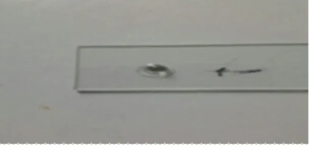 Gambar 1. Sampel lensa invers dari base PDMS dengan curing agent (10:1) sebanyak 0,032 mL pada suhu70 O C.
